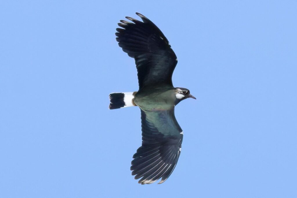 Lapwing