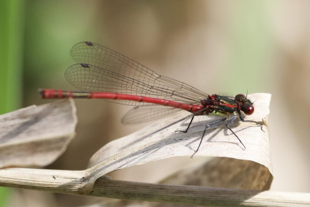 Large Red Damselfly