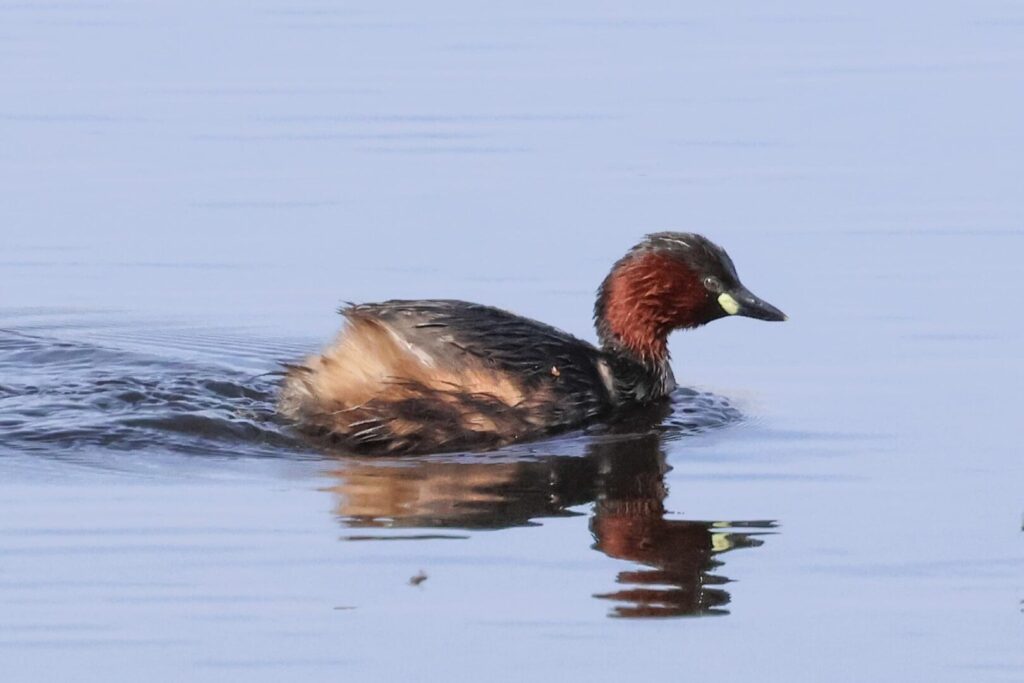 Little Grebe