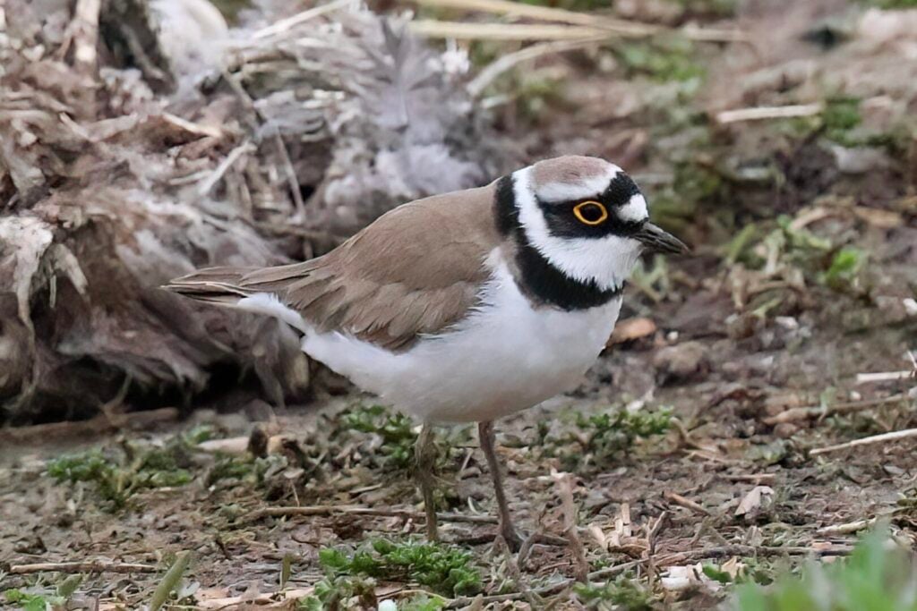 Little Ringed Plover