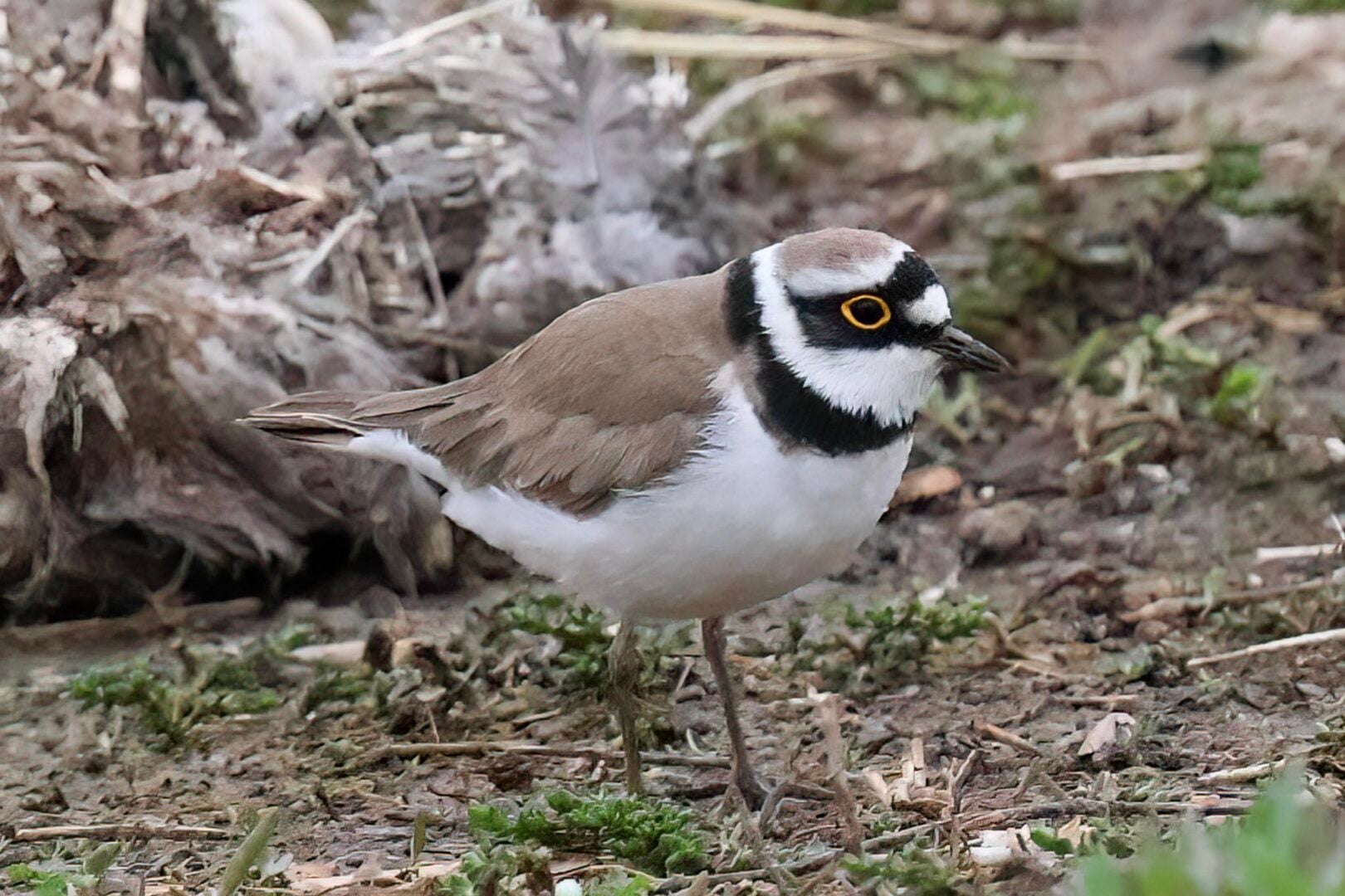 Little Ringed Plover