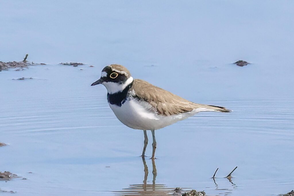 Little Ringed Plover