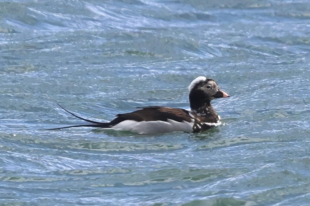 Long-tailed Duck