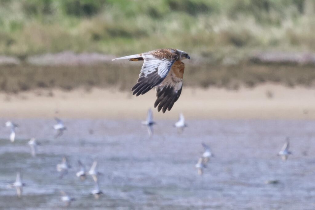 Marsh Harrier