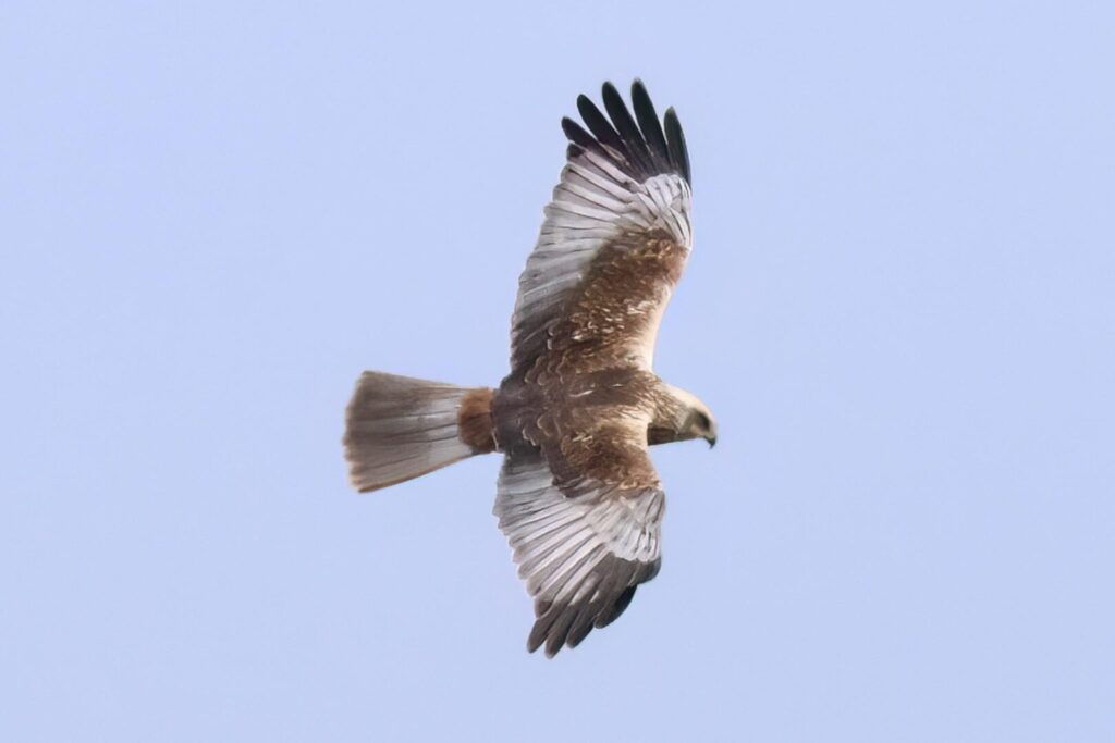 Marsh Harrier