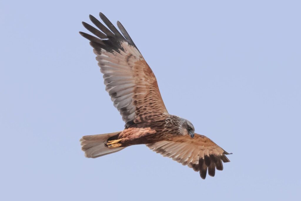 Marsh Harrier