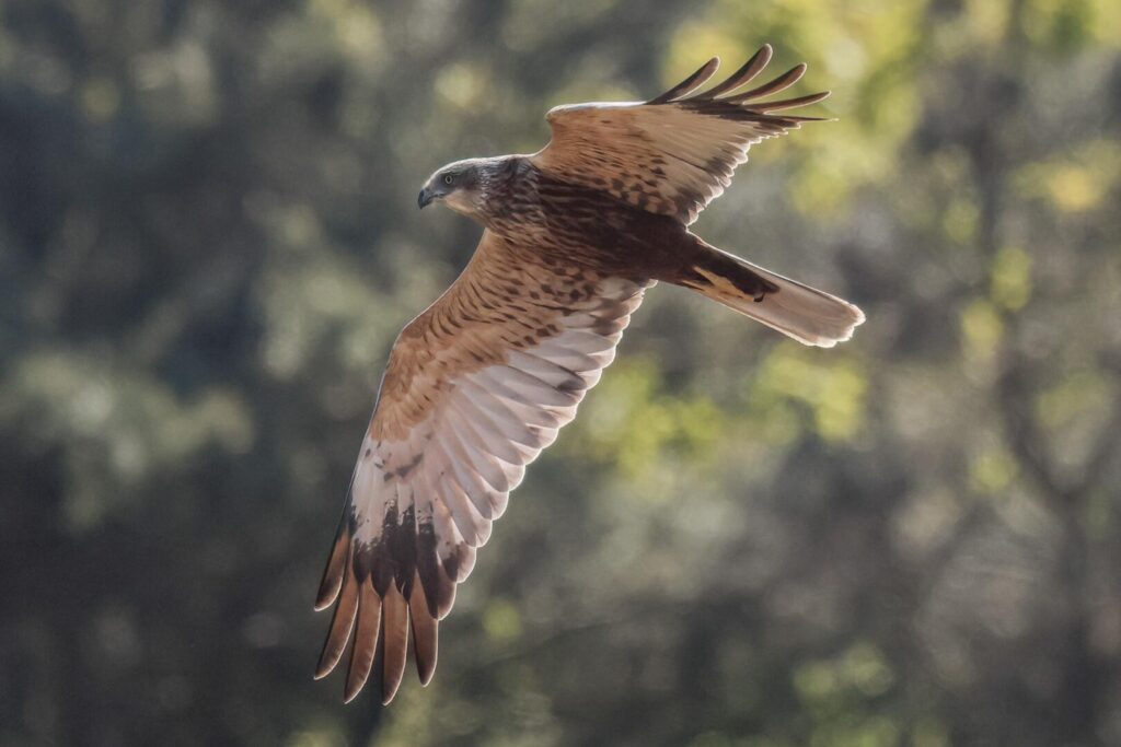 Marsh Harrier