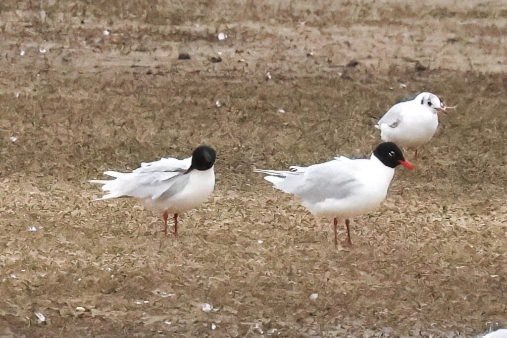 Mediterranean Gulls
