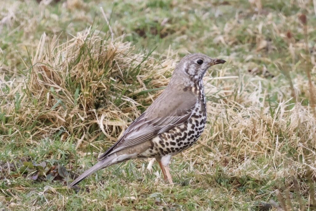 Mistle Thrush