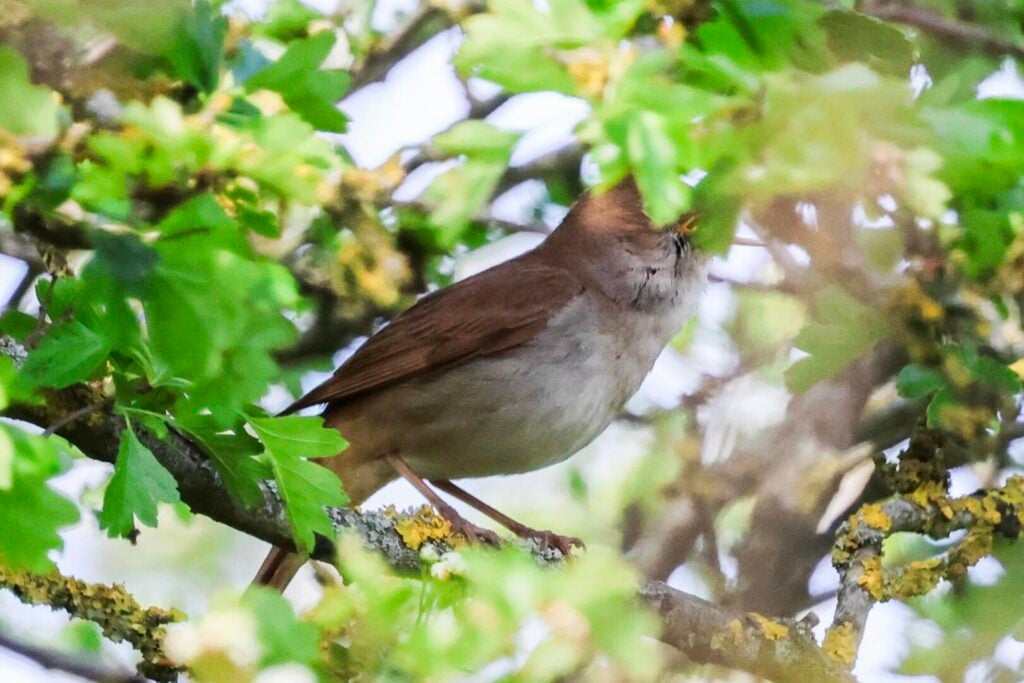 Nightingale