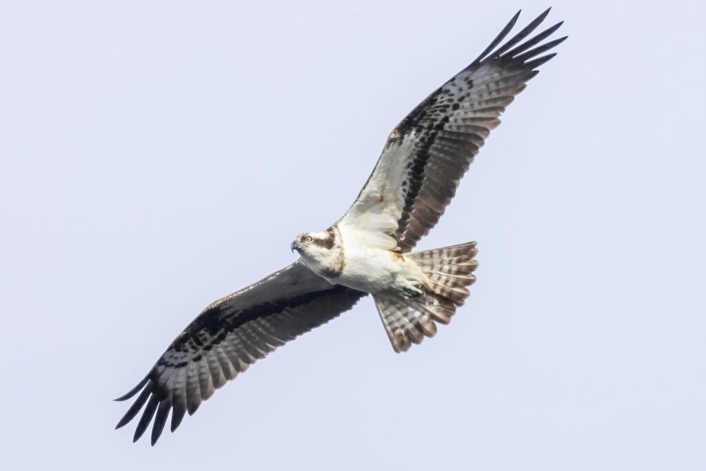 Osprey