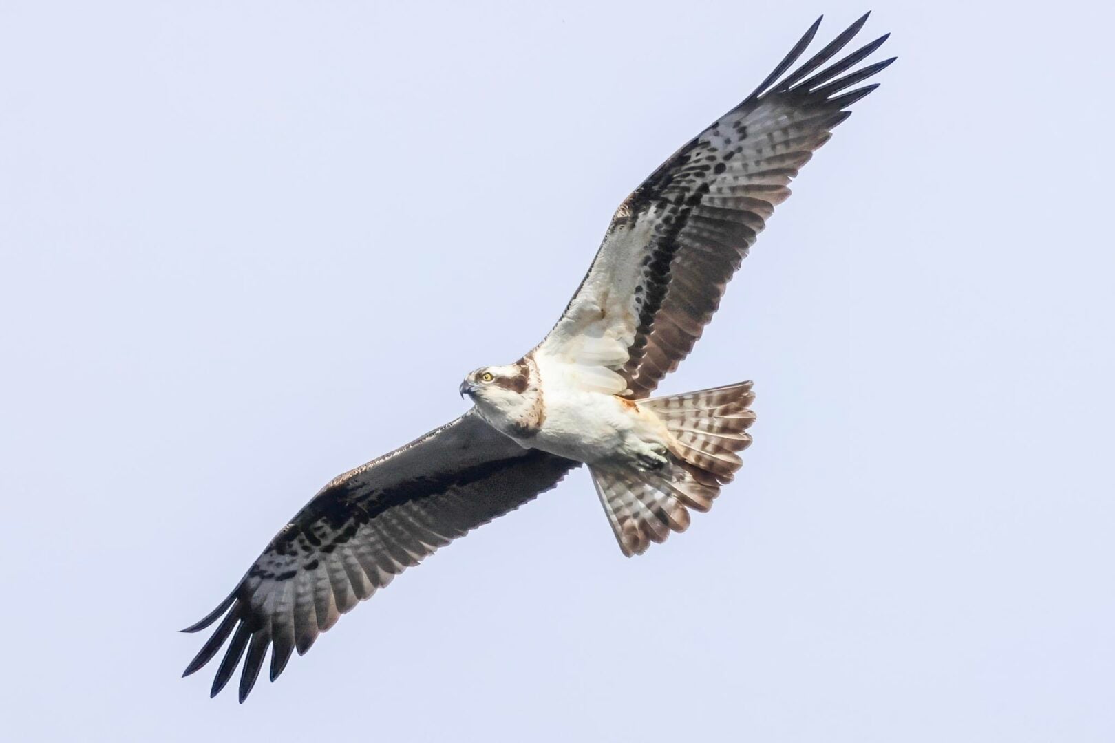 Osprey