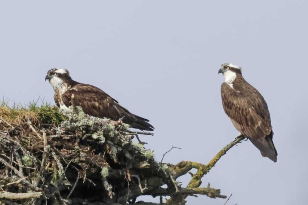 Ospreys