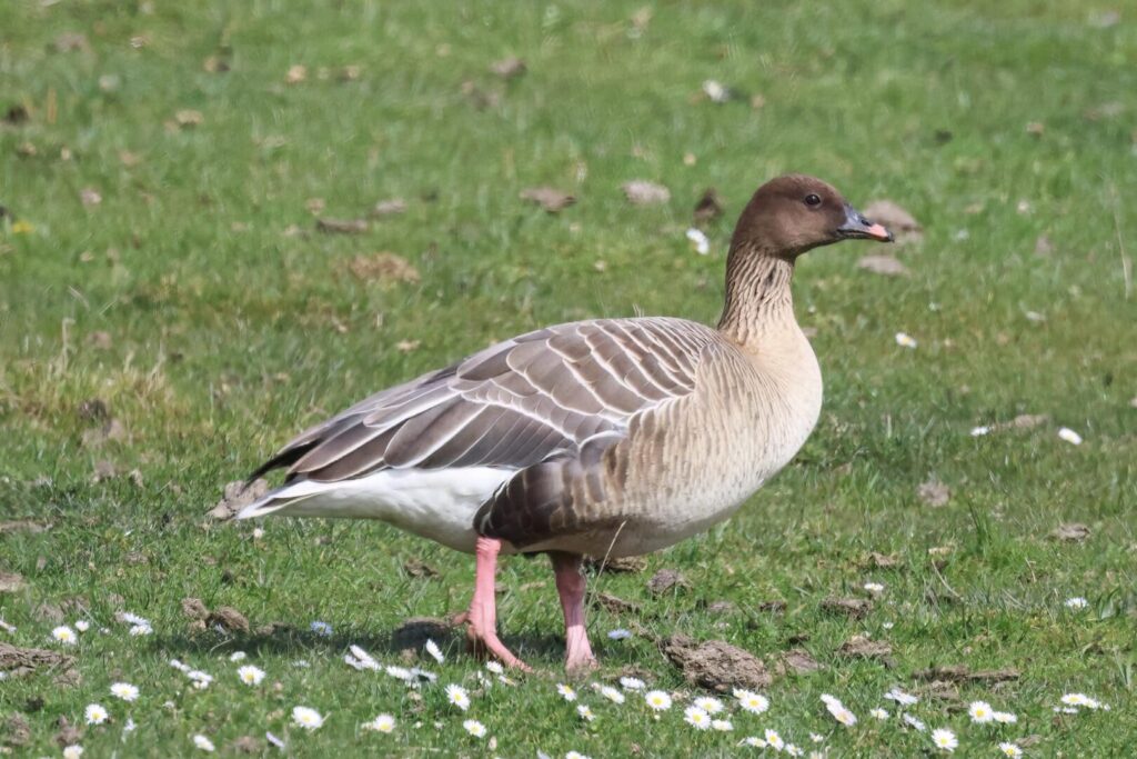 Pink-footed Goose