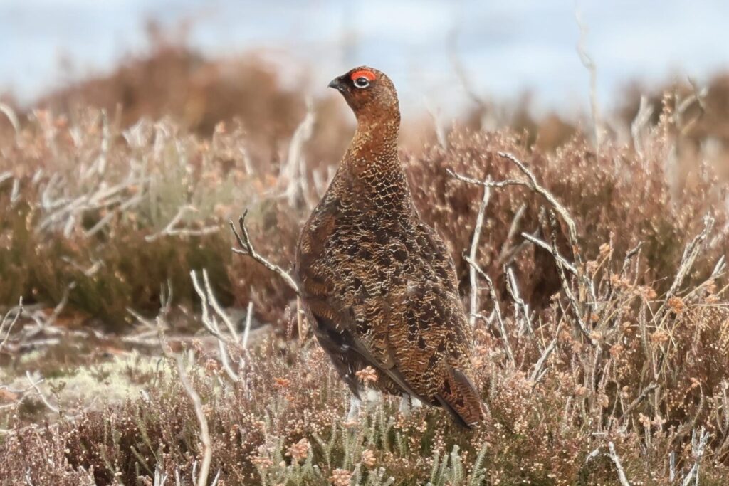 Red Grouse