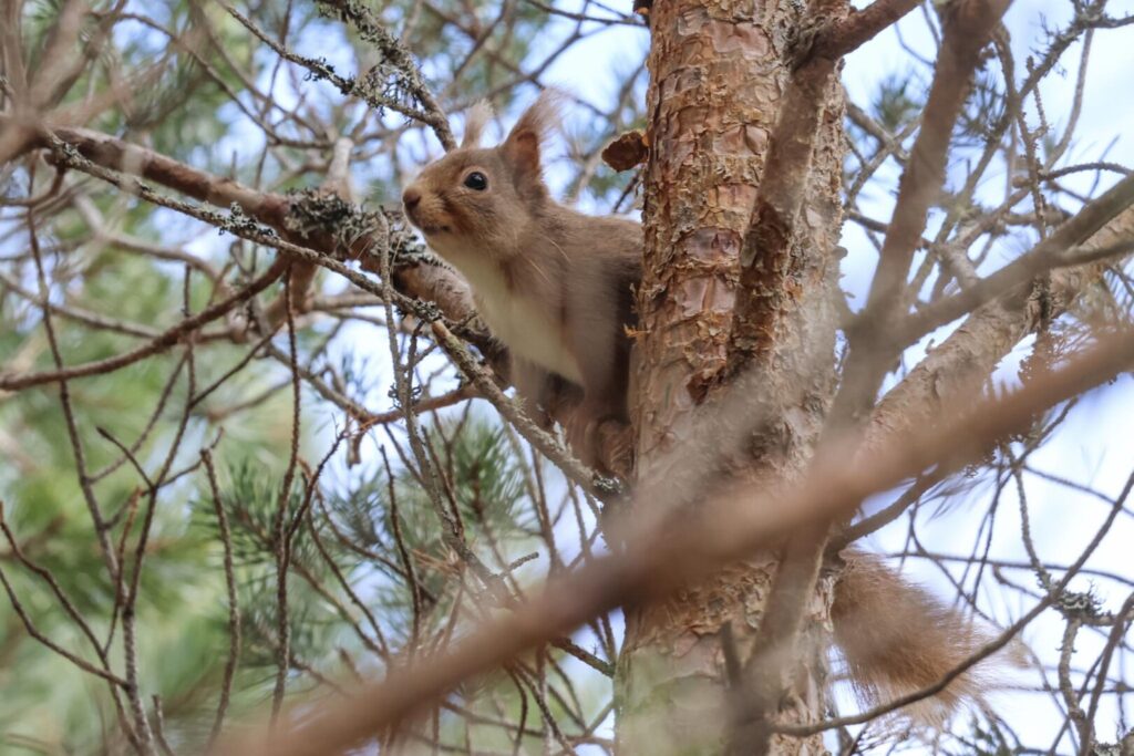 Red Squirrel