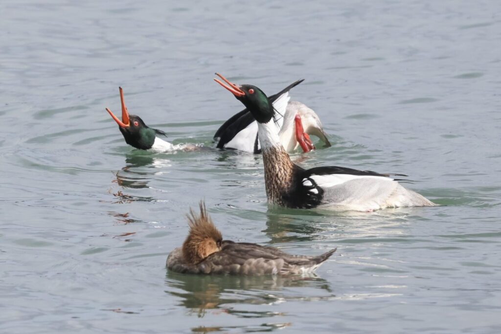 Red-breasted Mergansers