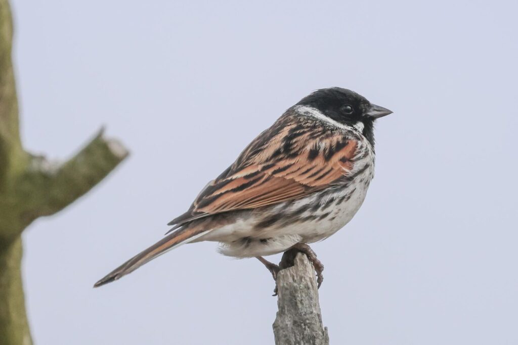 Reed Bunting