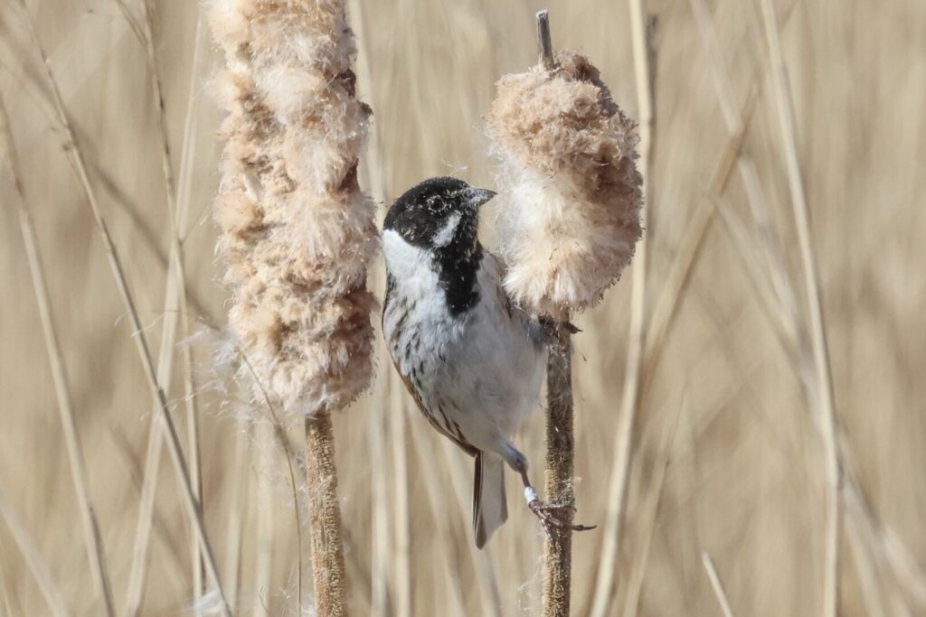 Reed Bunting
