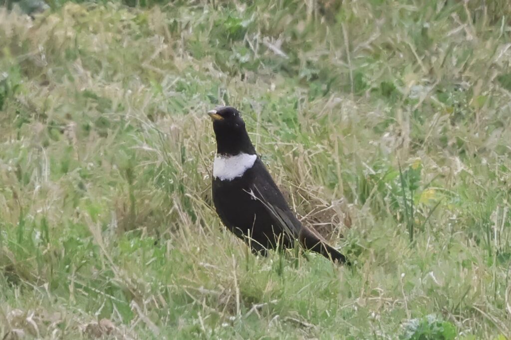Ring Ouzel