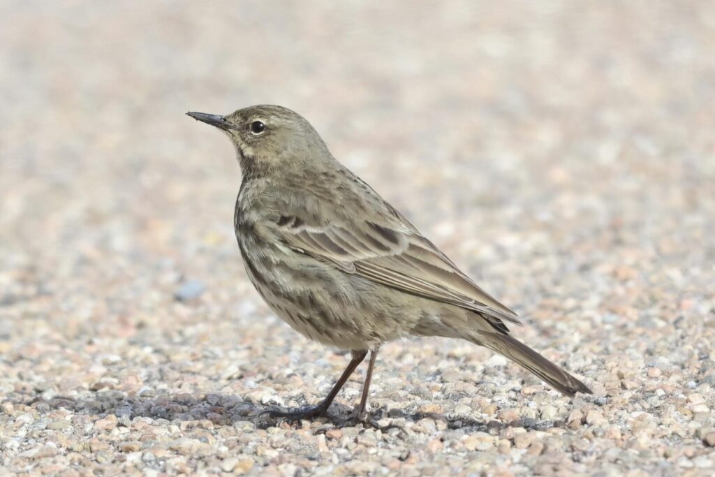 Rock Pipit