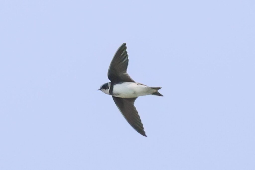 Sand Martin