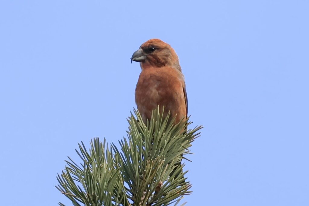 Scottish Crossbill 