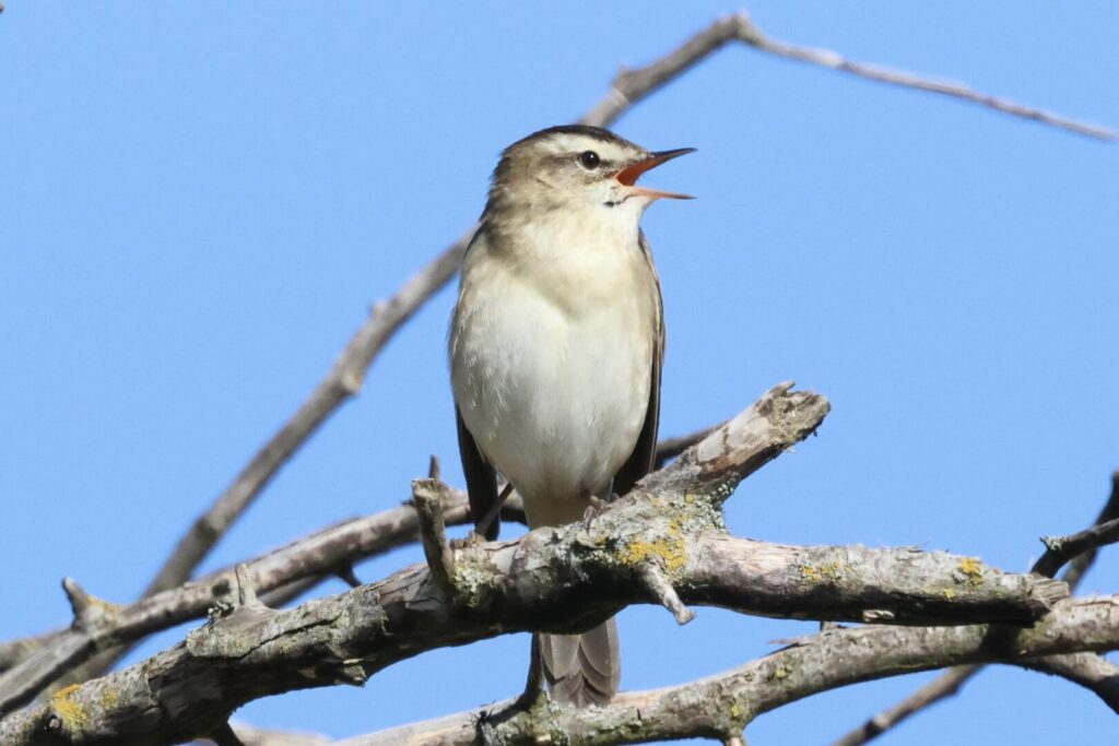 Sedge Warbler