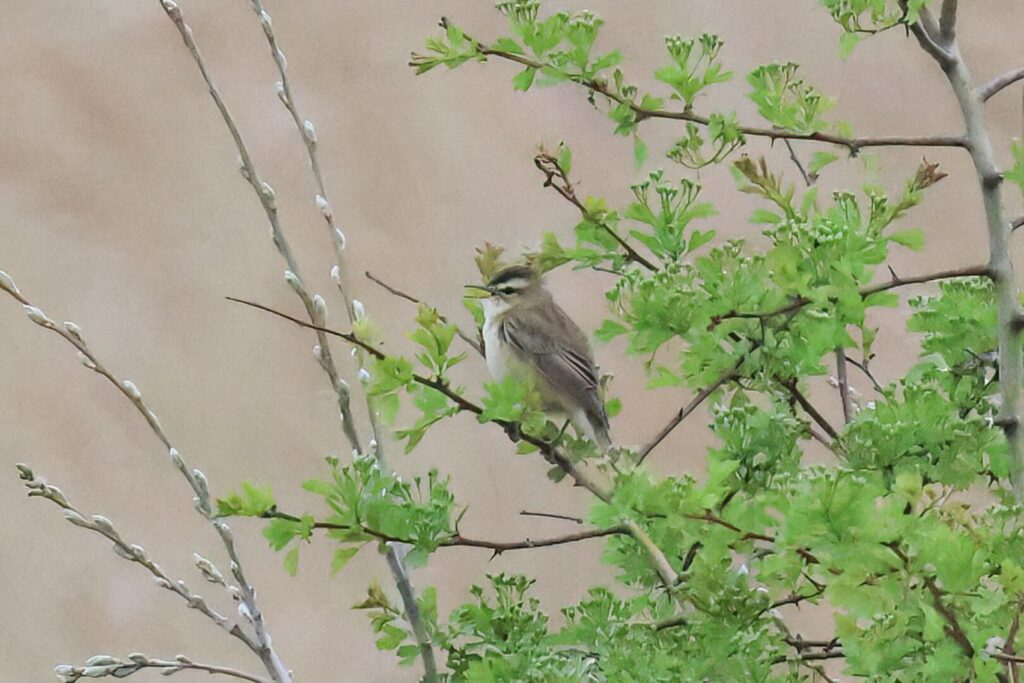Sedge Warbler