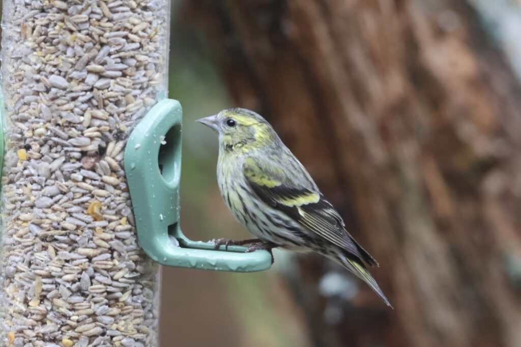 Siskin