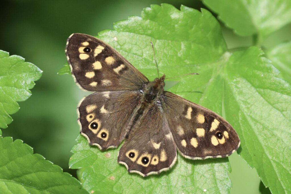 Speckled Wood