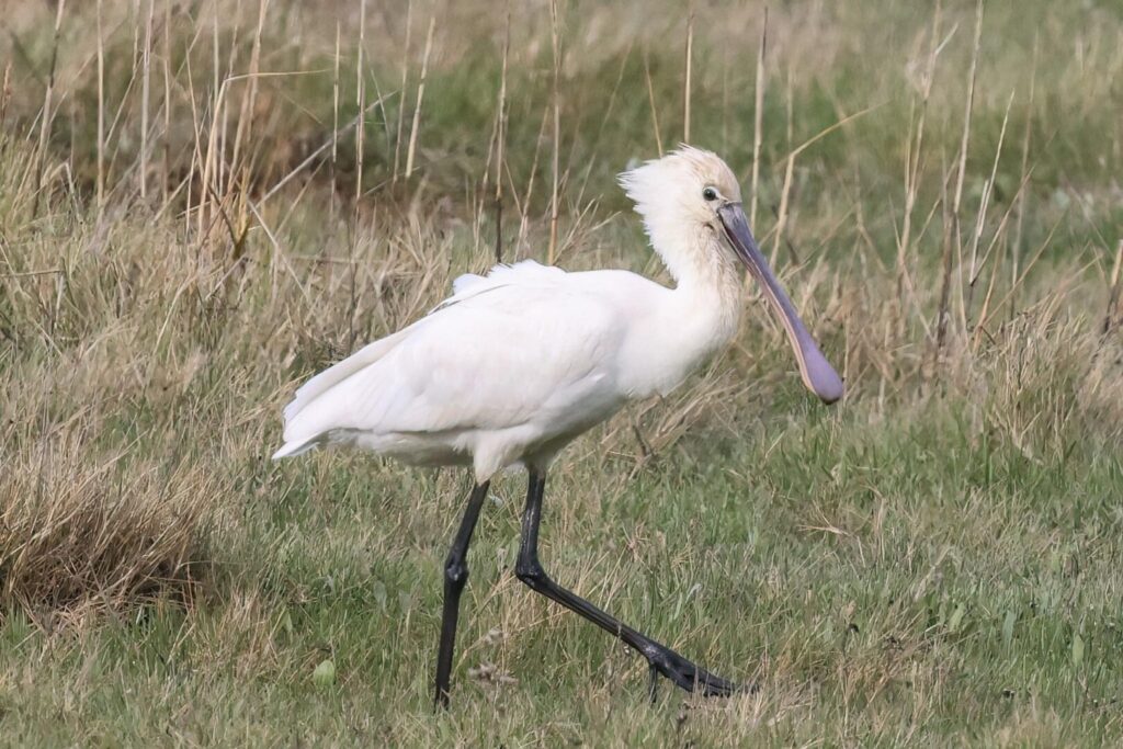 Spoonbill