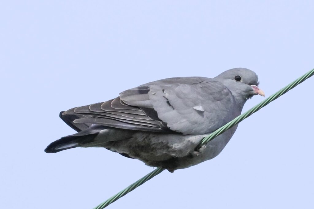 Stock Dove