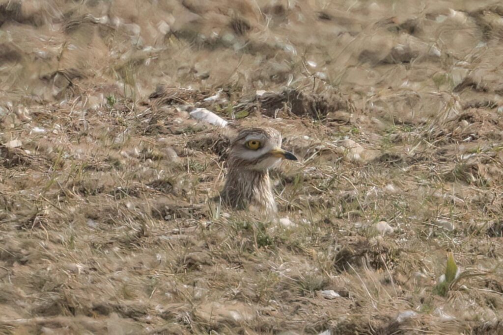 Stone Curlew