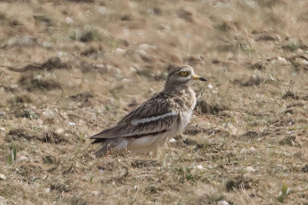 Stone Curlew
