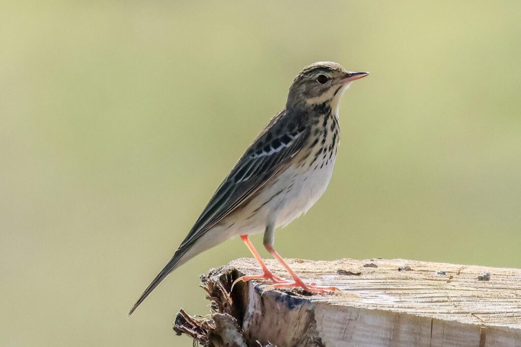 Tree Pipit