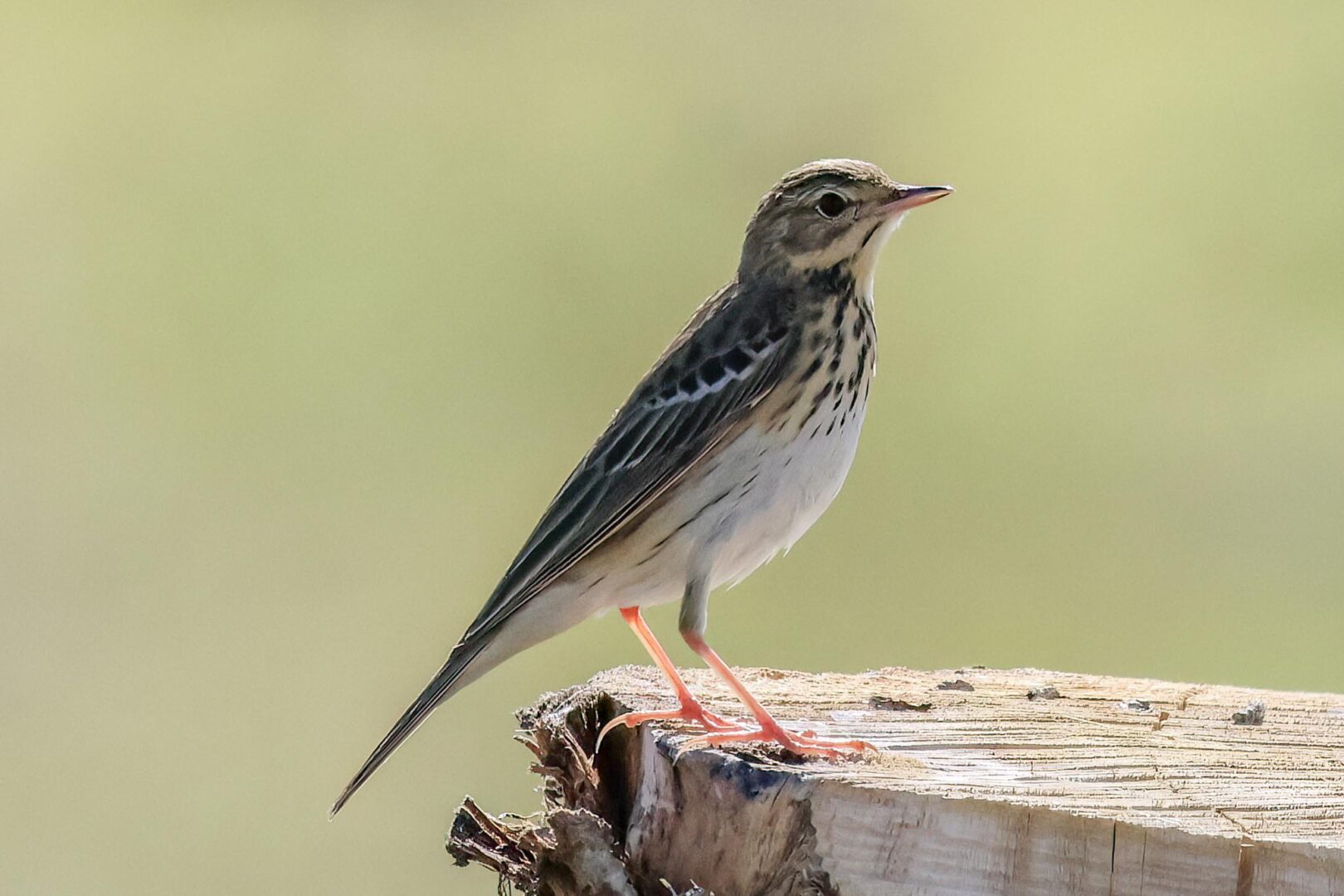 Tree Pipit