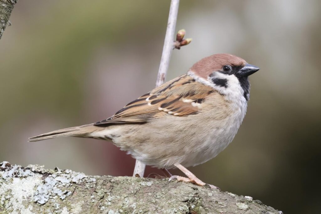 Tree Sparrow