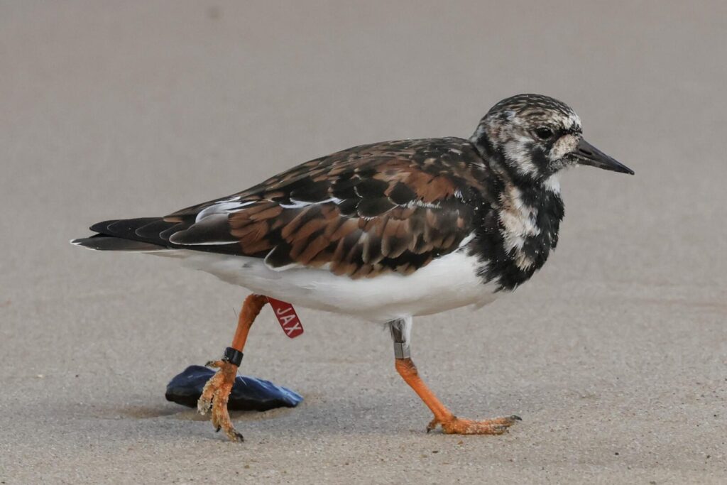 Turnstone