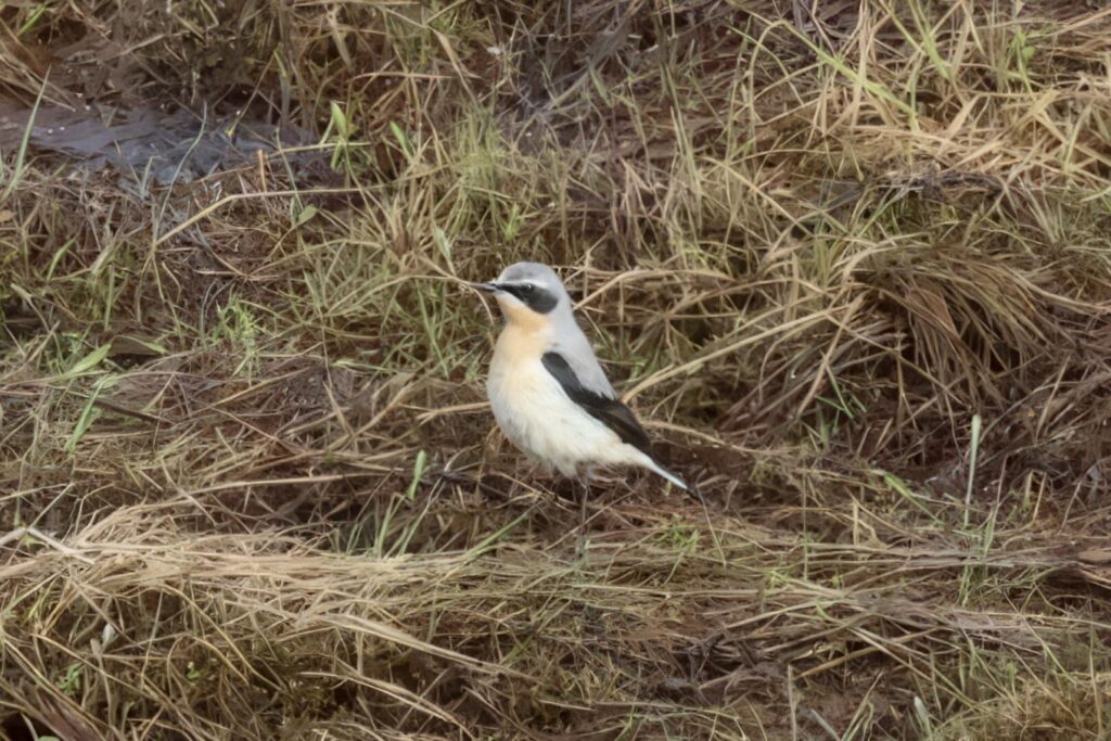 Wheatear