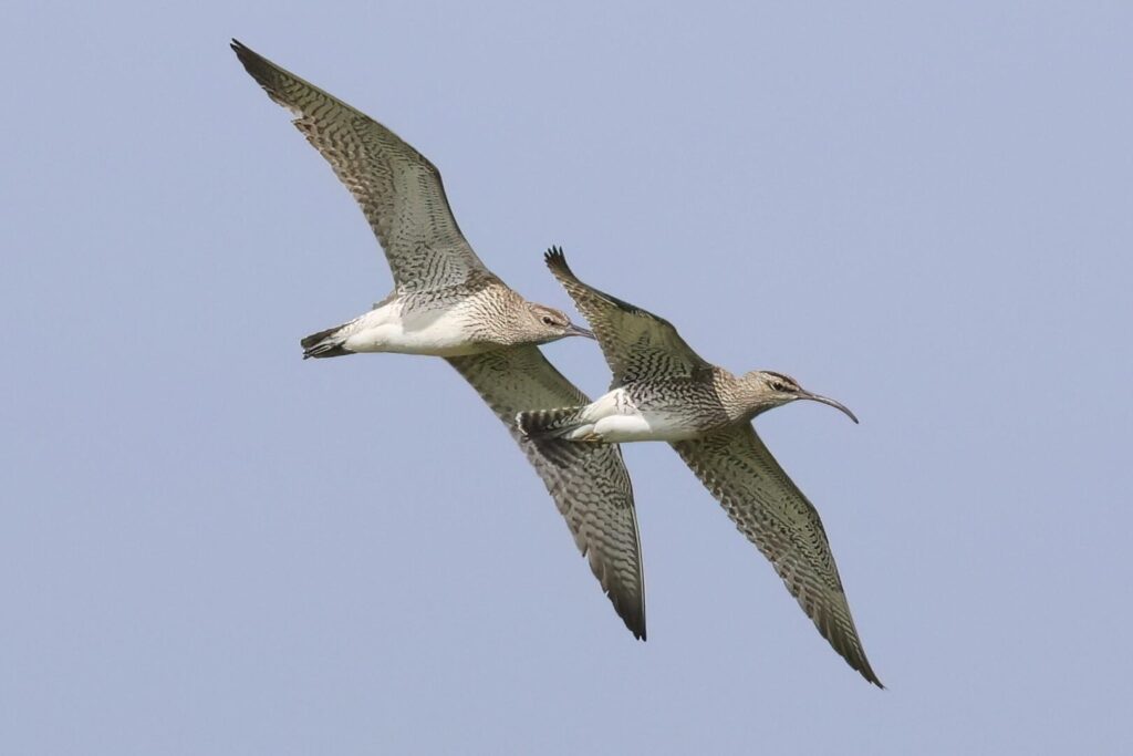Whimbrel