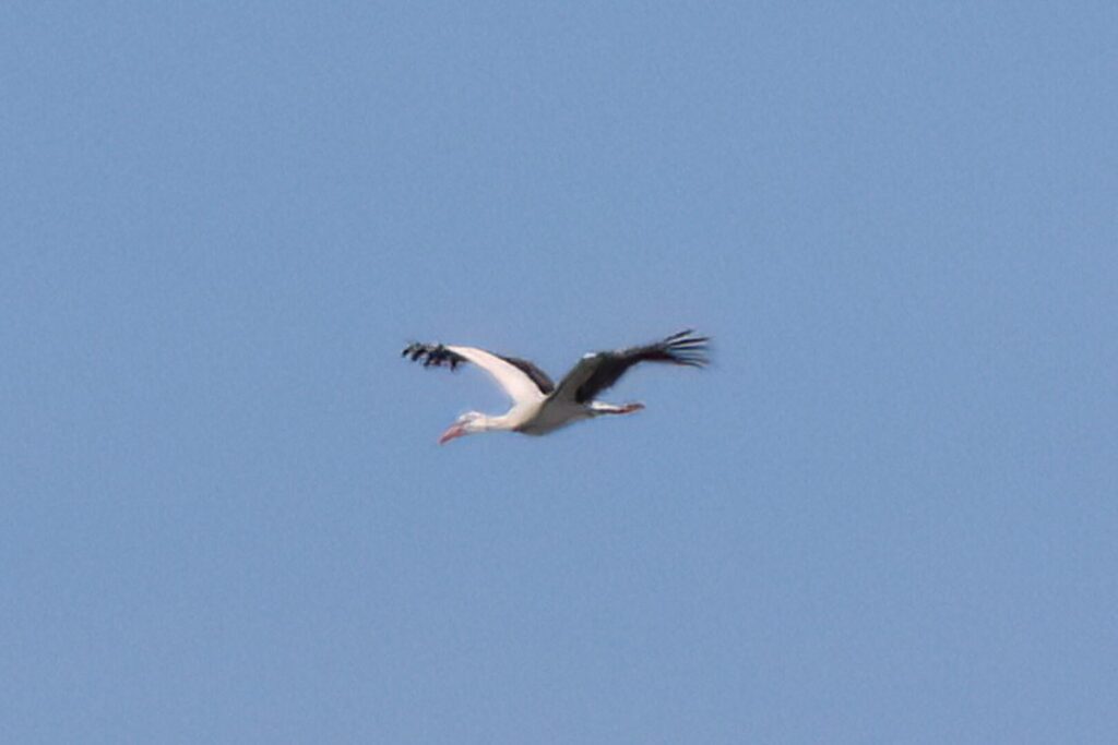 White Stork