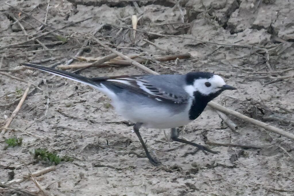 White Wagtail