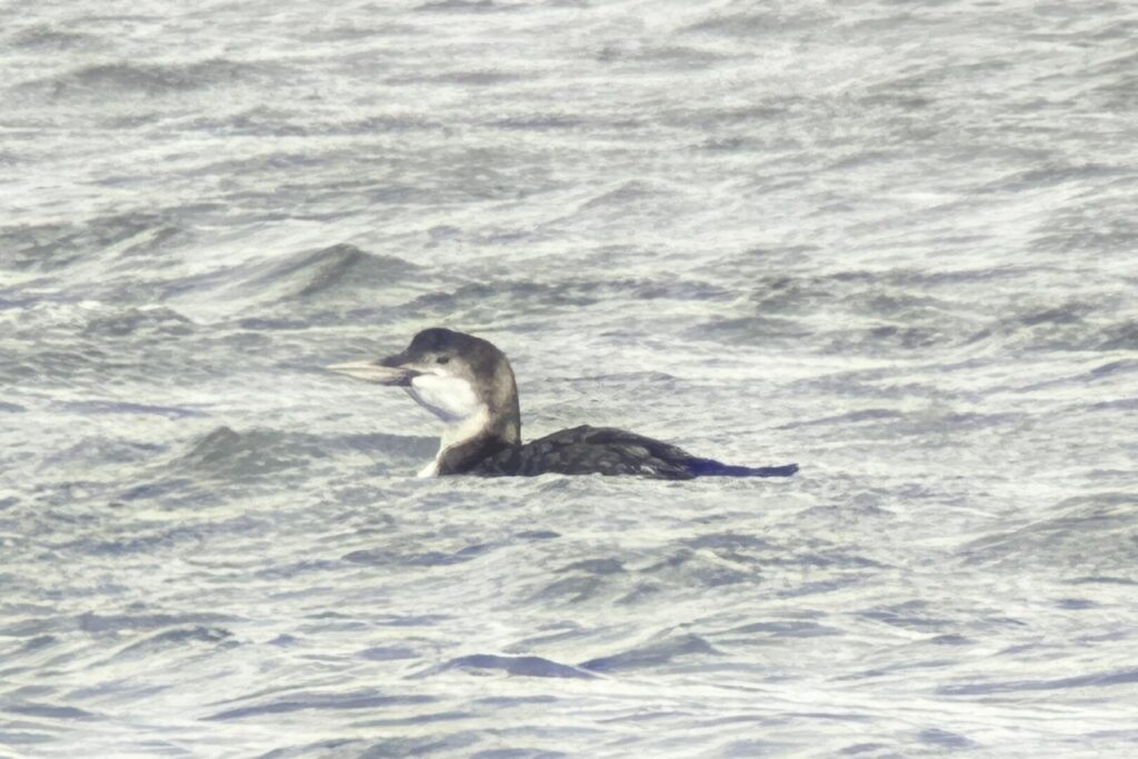 White-billed Diver