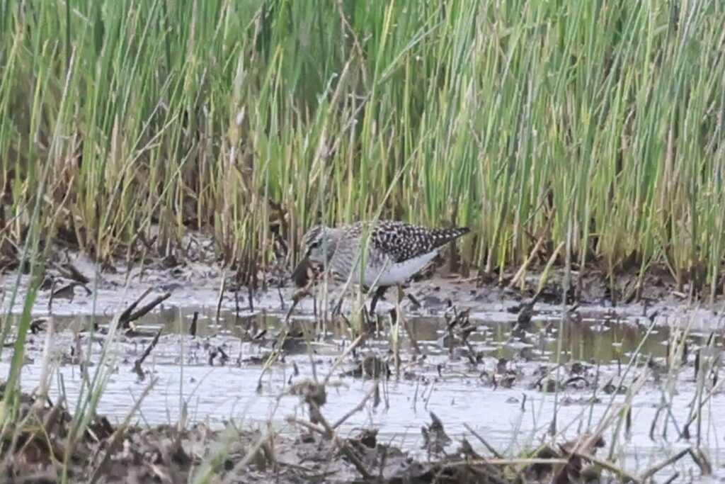 Wood Sandpiper