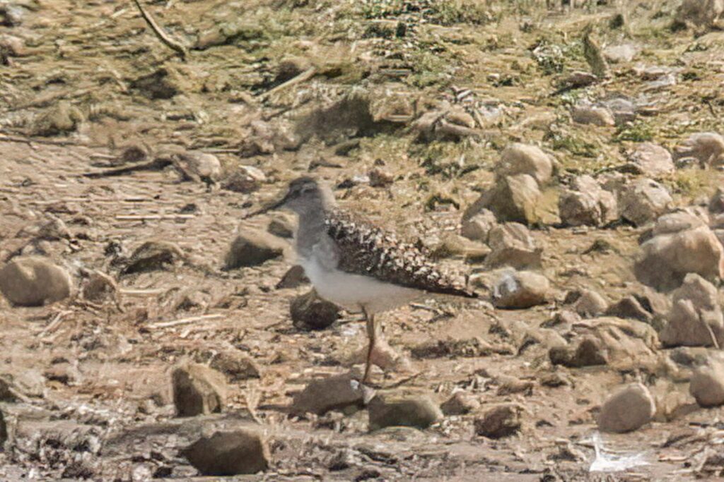 Wood Sandpiper