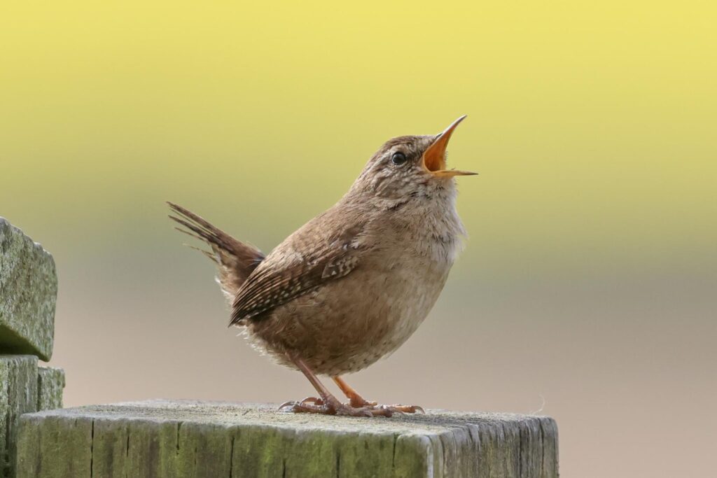 Wren