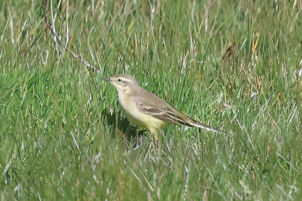Yellow Wagtail