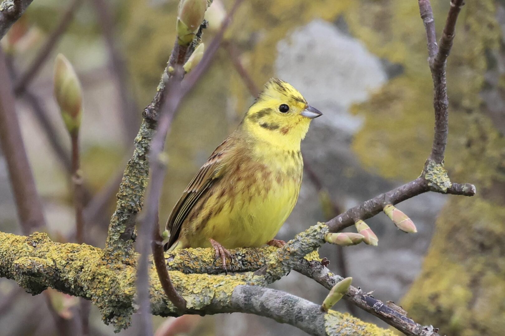 Yellowhammer
