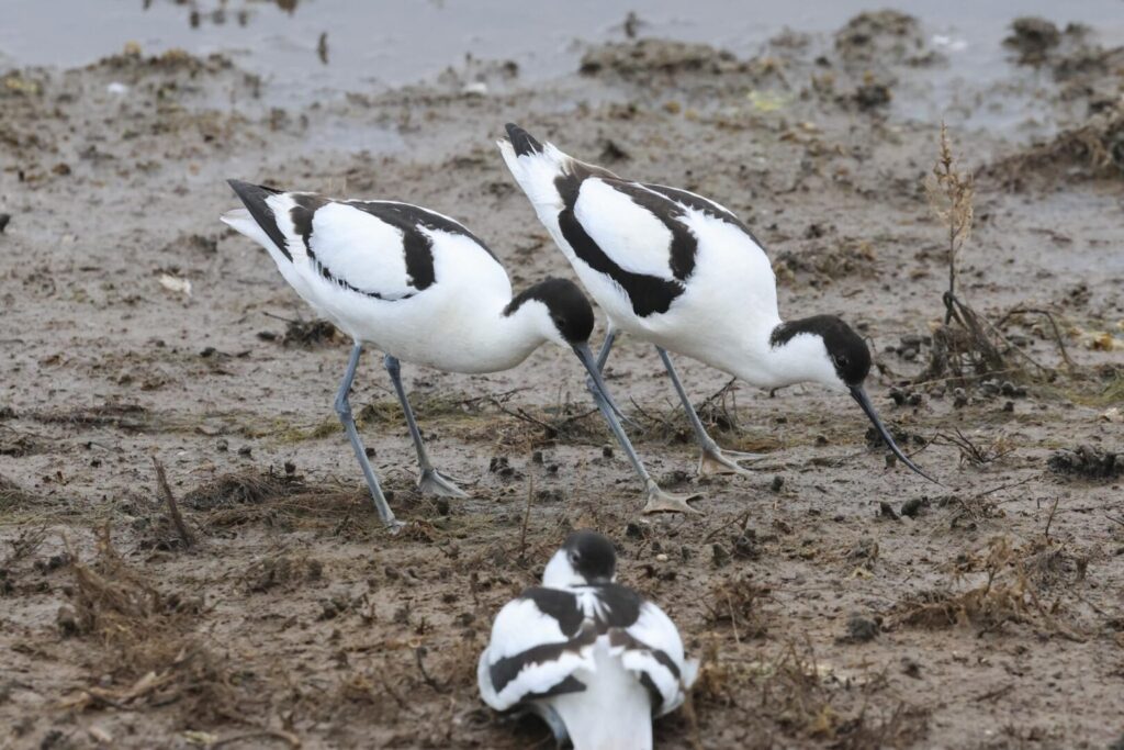 Avocets